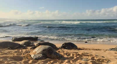 在白天的海龟在沙滩附近的大海
